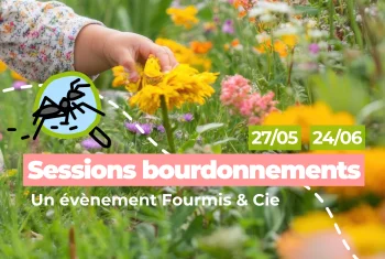 📅  27 mai & 24 juin : Sessions bourdonnements, échangeons sur notre lien à la nature
